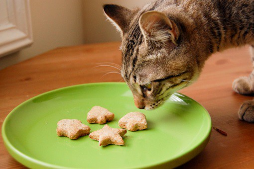 Cat eating crunchies